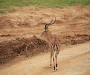 Impala az út szélén az East Tsavoban.