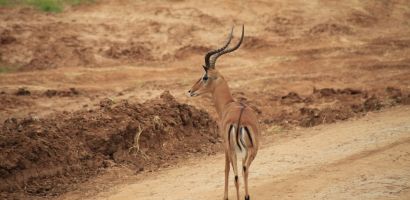 Impala az út szélén az East Tsavoban.