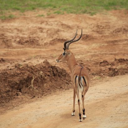 Impala az út szélén az East Tsavoban. Impala az út szélén az East Tsavoban.