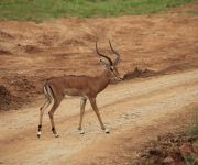 Impala az út szélén az East Tsavoban.