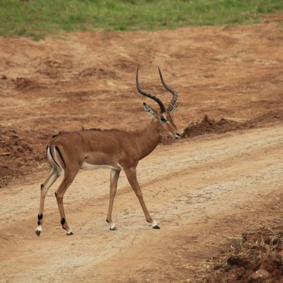 Impala az út szélén az East Tsavoban.