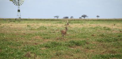 Gazella a szavann&aacute;n az East Tsavoban