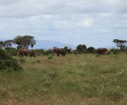 Elefántcsorda az East Tsavo Parkban