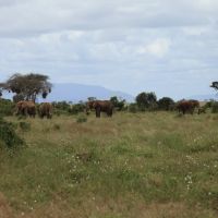 Elefántcsorda az East Tsavo Parkban Elefántcsorda az East Tsavo Parkban