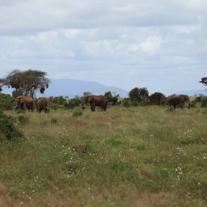 Elefántcsorda az East Tsavo Parkban Elefántcsorda az East Tsavo Parkban