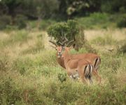 Impala páros