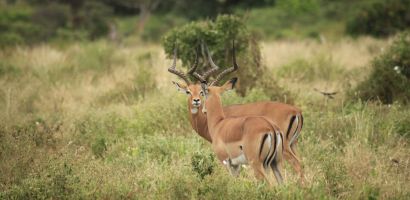 Impala páros Impala páros