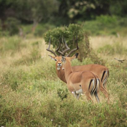 Impala páros