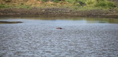 Viziló az East Tsavo egyik itatójában Viziló az East Tsavo egyik itatójában