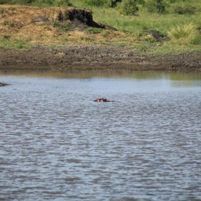 Viziló az East Tsavo egyik itatójában Viziló az East Tsavo egyik itatójában