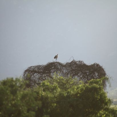 Kígyászkeselyű figyel a fa tetejéről