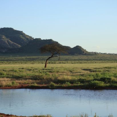 Szavanna &eacute;s itat&oacute;