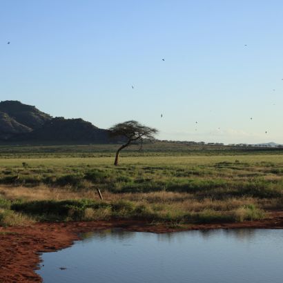 Természetes itató az East Tsavo Nemzeti Parkban Természetes itató az East Tsavo Nemzeti Parkban