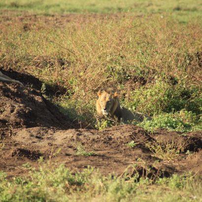 Hím oroszlán az East Tsavoban