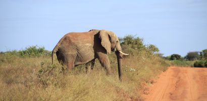 Elef&aacute;nt az &uacute;t mellett az East Tsavoban