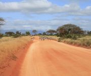 Zebrák az úton a Tsavo Nemzeti Parkban