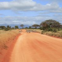 Zebrák az úton a Tsavo Nemzeti Parkban