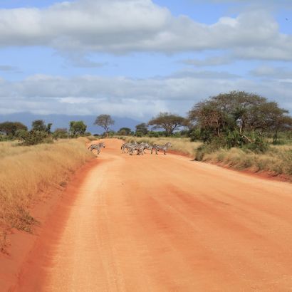 Zebrák az úton a Tsavo Nemzeti Parkban Zebrák az úton a Tsavo Nemzeti Parkban