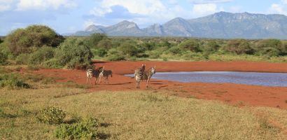 Zebrák az itatónál