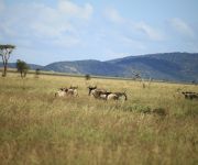 Gnu csapat a szavannán