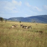 Gnu csapat a szavannán