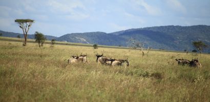 Gnu csapat a szavannán Gnu csapat a szavannán