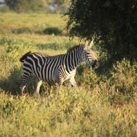 Magányos zebra Magányos zebra