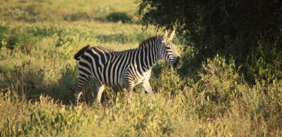 Magányos zebra Magányos zebra