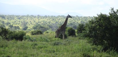 Zsir&aacute;f West Tsavoban