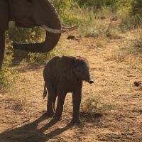  mg