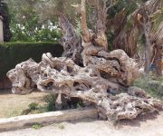 Olajfa
