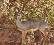 Dikdik antilop