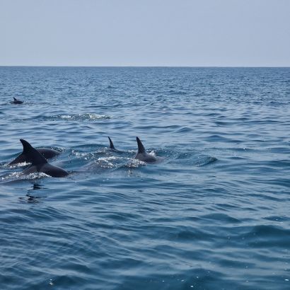 Palackorr&uacute; delfinek a Kisite-Mpunguti Tengeri Nemzeti parkban