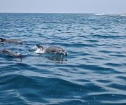 Palackorrú delfinek a Kisite-Mpunguti Tengeri Nemzeti parkban