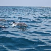 Palackorrú delfinek a Kisite-Mpunguti Tengeri Nemzeti parkban
