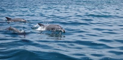 Palackorr&uacute; delfinek a Kisite-Mpunguti Tengeri Nemzeti parkban