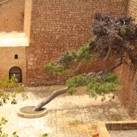 Különleges fa a hammameti erődben Különleges fa a hammameti erődben
